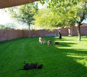 Grass Yard for Play