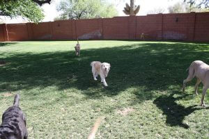 Lawn to play on at Happy Dog Inn